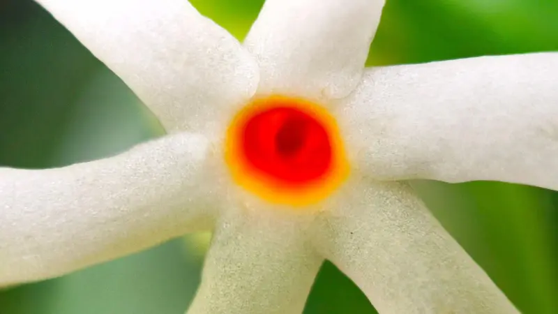 Extreme close-up of orange-red center of a white Night Jasmine flower