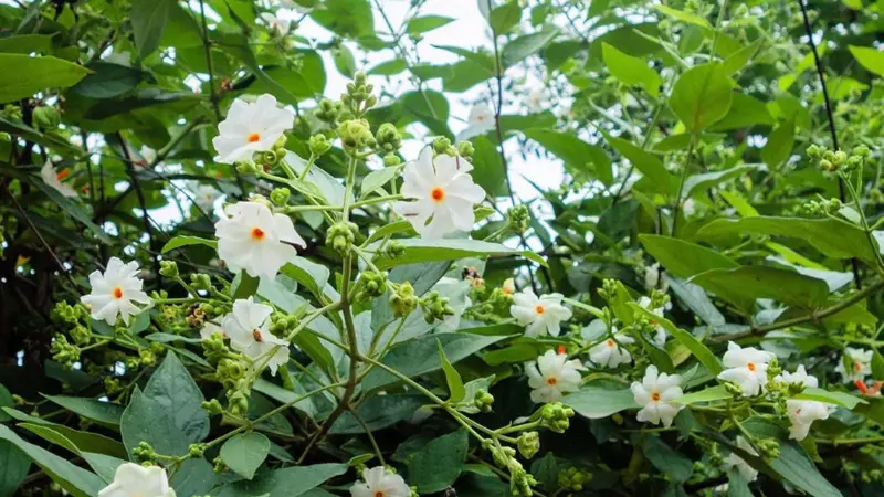Night Jasmine shrub covered with white flowers and green leaves