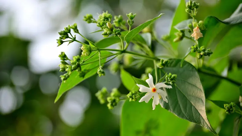 White Night Jasmine flower with buds and green leaves on a branch