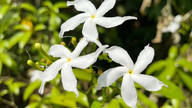 Three star-shaped white Night Jasmine (Parijat) flowers with yellow centers in sunlight