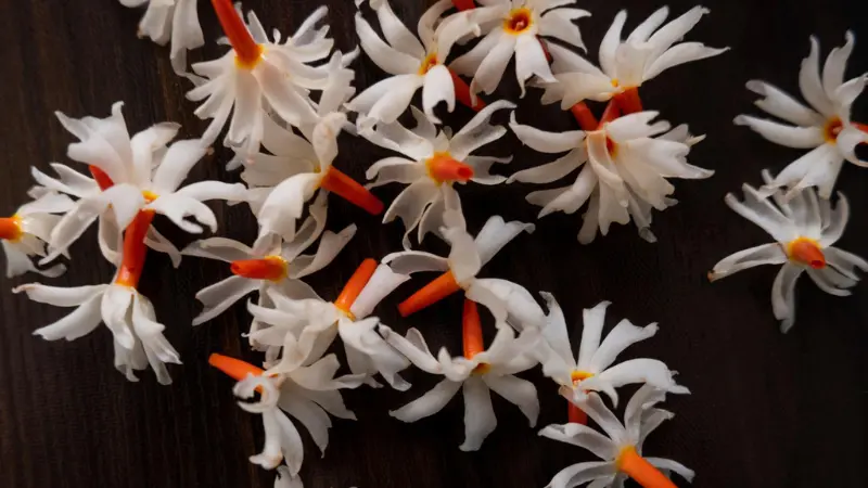Scattered white Parijat flowers with orange stems on dark wood