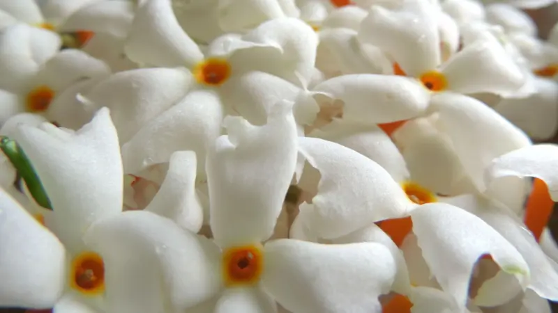 Macro shot of white Harsingar (Night Jasmine) flowers with orange-yellow centers