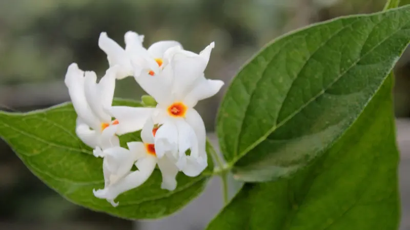 White Parijat flowers with orange centers against a green leaf