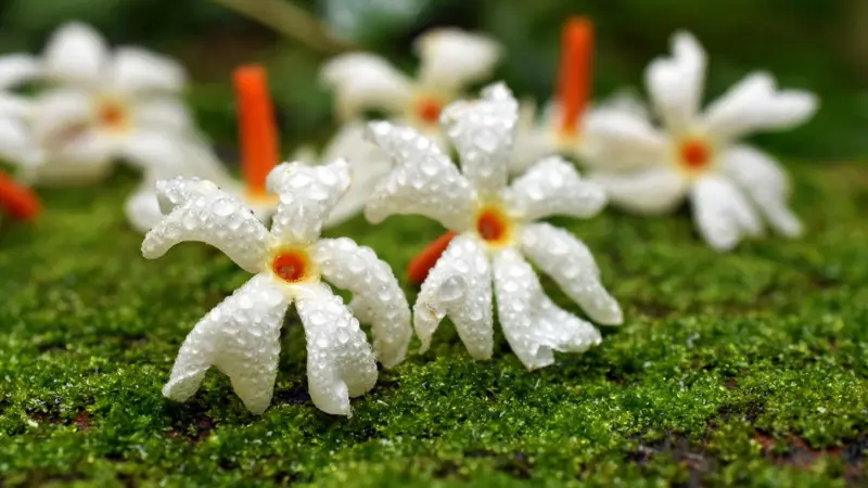 White Night Jasmine flowers with dew drops resting on green moss
