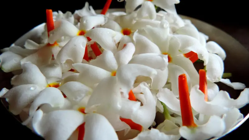 A bowl filled with fresh white Parijat flowers and orange stems
