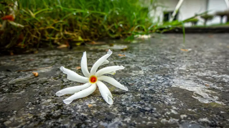 One white Parijat flower with orange stalk lying on a stone path