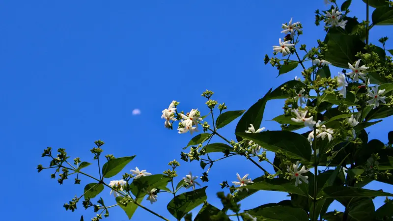 Blooming Night Jasmine branch with white flowers against a clear blue sky