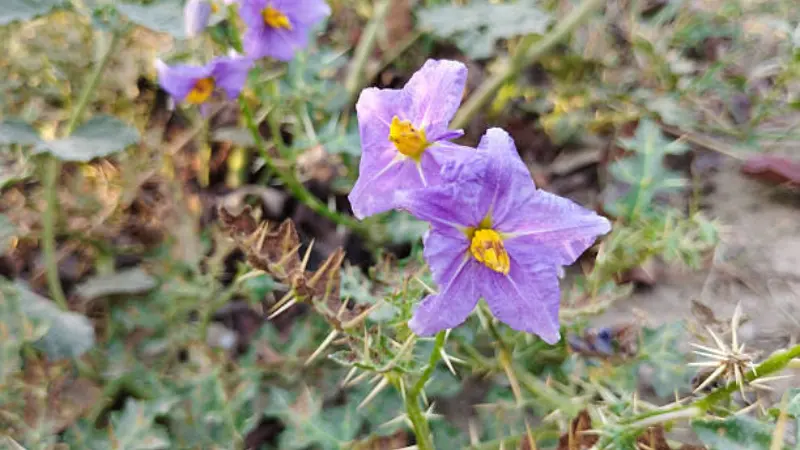 Purple nightshade flower with yellow centers on a thorny plant