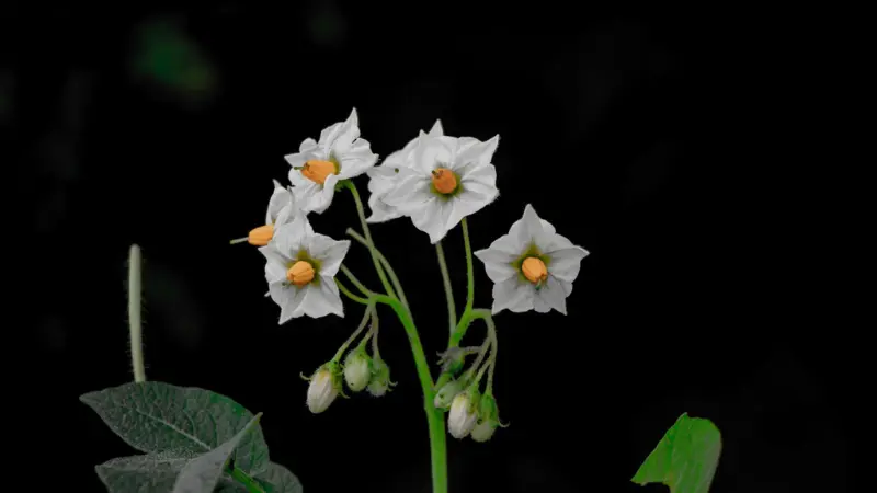 Cluster of white nightshade flowers with yellow centers on black background
