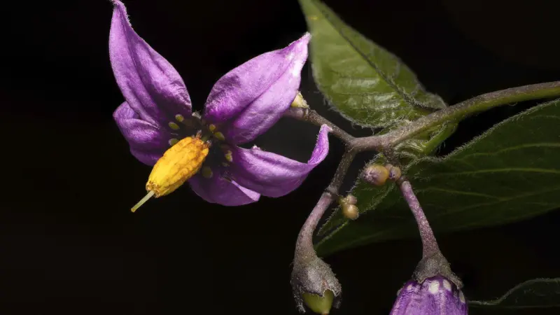 Purple nightshade flower with prominent yellow stamen on black background