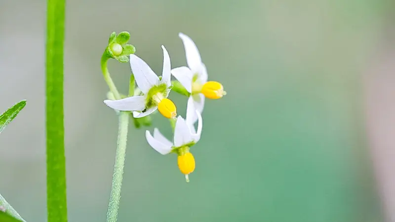 Small white nightshade flowers with yellow centers on green stem