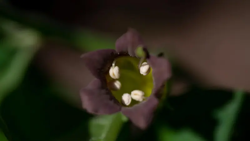 Close-up of dark purple nightshade flower with white stamens