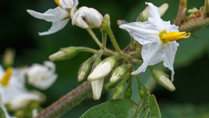 White nightshade flower and buds on a green stem