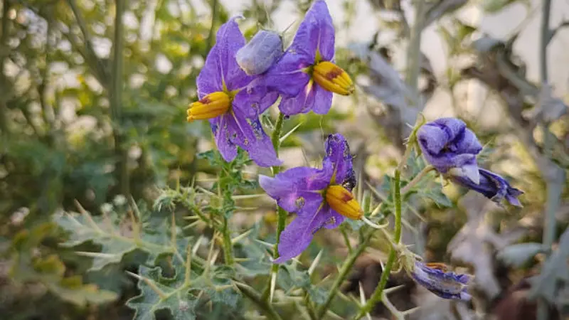 Purple silverleaf nightshade flower with yellow stamens and thorny leaves