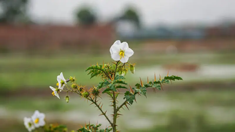White nightshade flower on a thorny plant in an open field