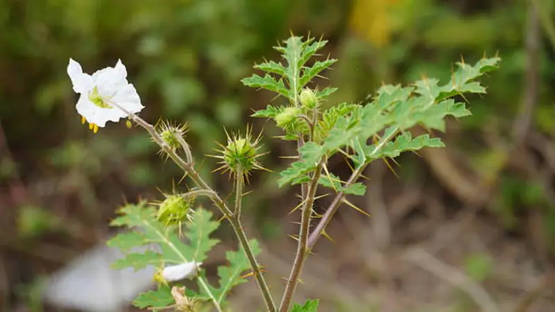 White nightshade flower beside spiky green seed pods