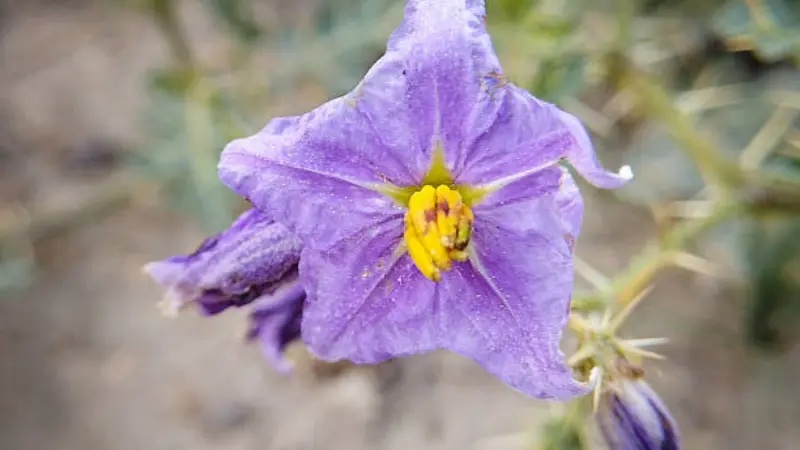 Purple nightshade flower with yellow center close-up