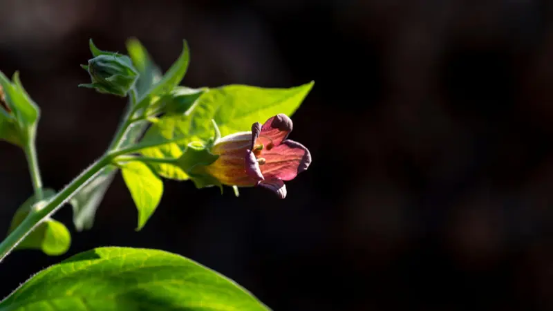Pink and yellow nightshade flower backlit against a dark background
