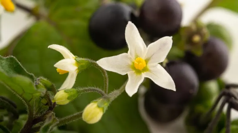 White nightshade flowers blooming near clusters of black berries