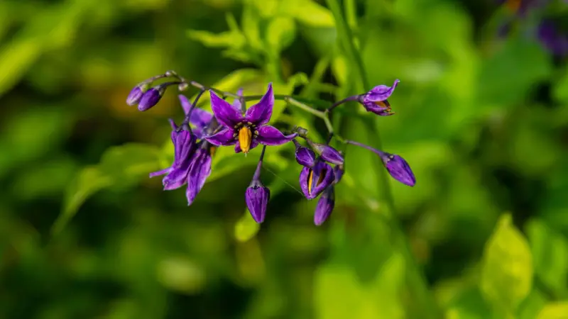 Cluster of purple nightshade flowers against green foliage