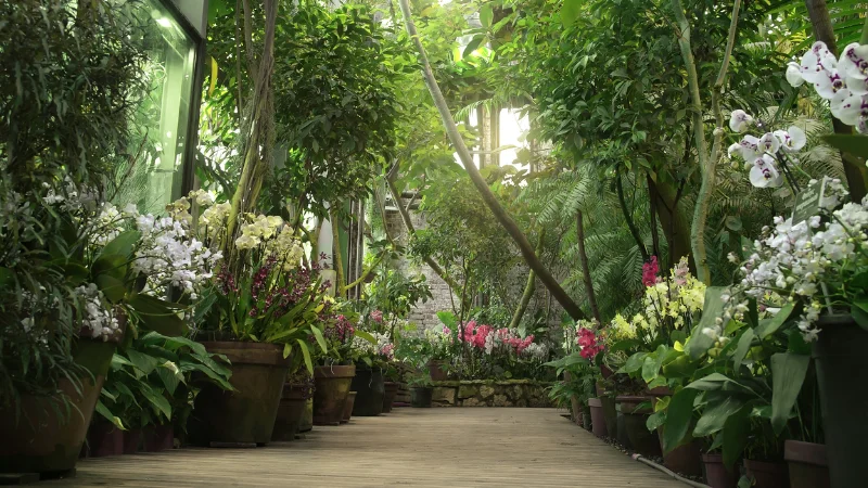 Orangery garden with citrus trees and glasshouse