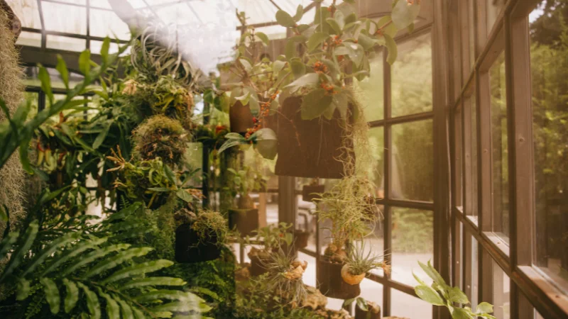 Orangery garden with potted citrus trees