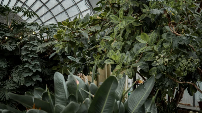Orangery garden filled with tropical plants