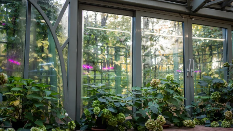 Walkway through an orangery garden