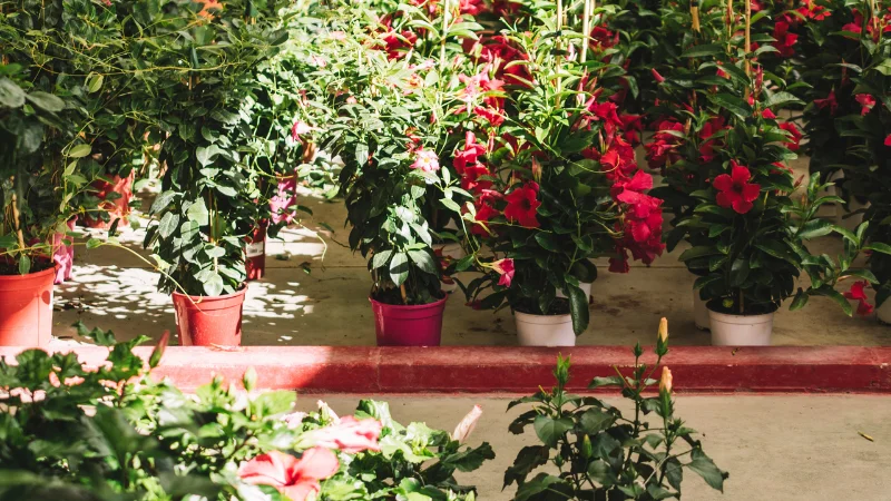 Orangery garden with orange and lemon trees
