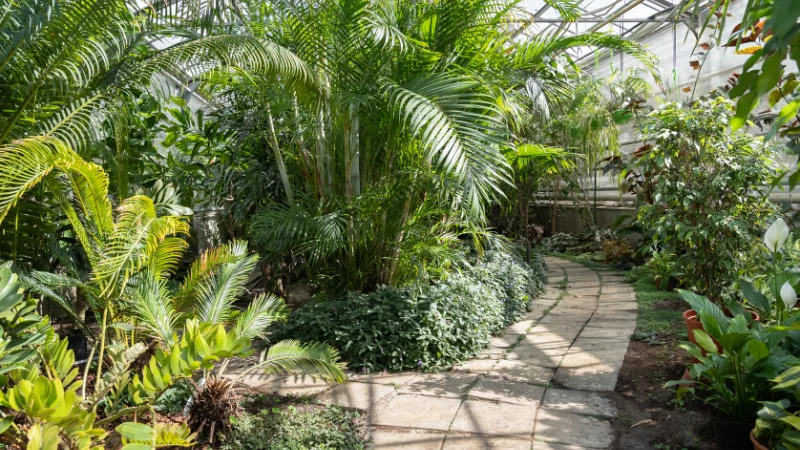 Orangery garden with ornamental plants
