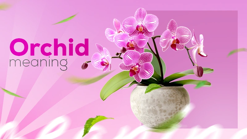 orchid meaning