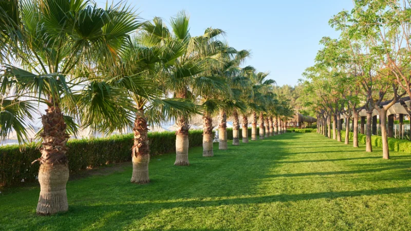 Tropical palmetum with tall palm trees