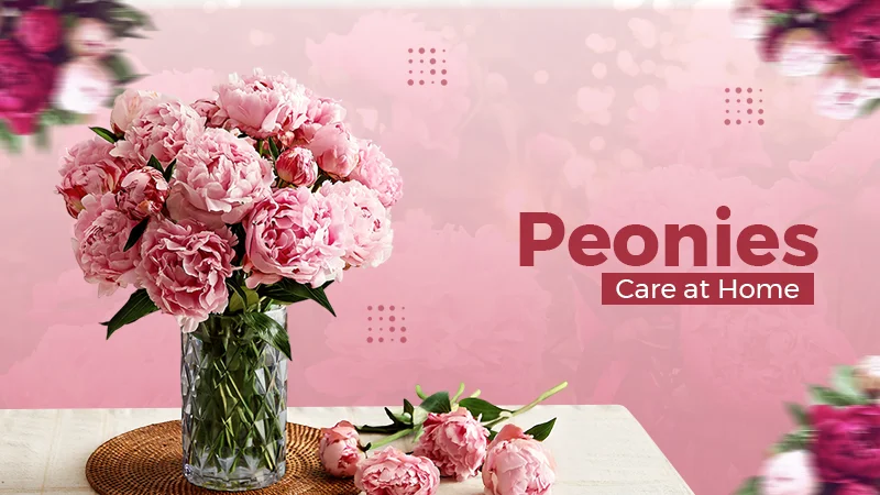 peonies home care tips