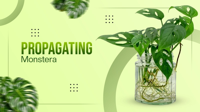 propegating Monstera