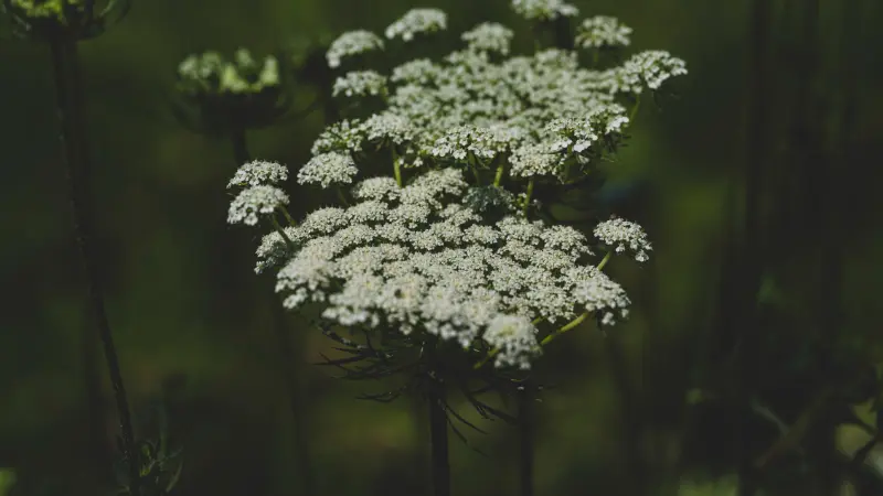 White Queen Anne's Lace flower cluster against a dark green backdrop