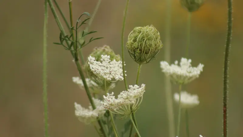 Cluster of White Queen Anne's Lace flowers alongside unopened green buds
