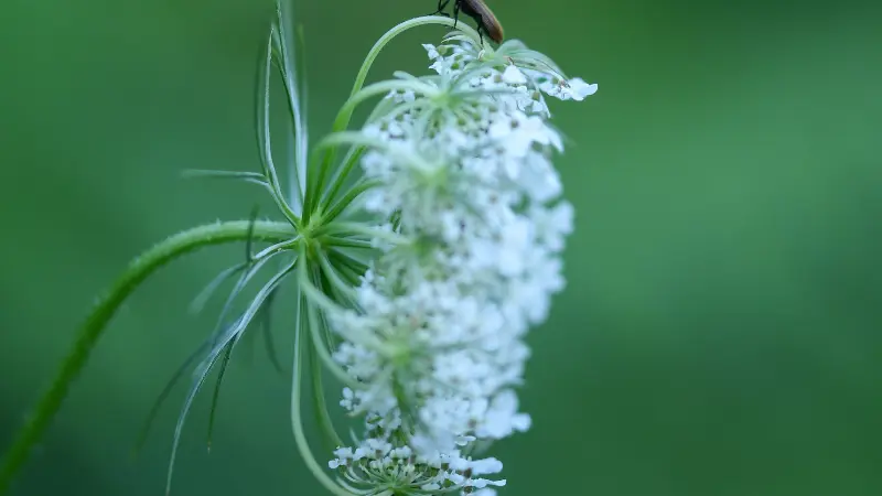 White Queen Anne's Lace flower cluster with a small insect perched on top
