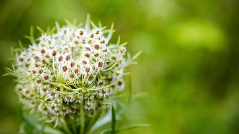 Close-up of White Queen Anne's Lace flower cluster with small reddish-brown center florets