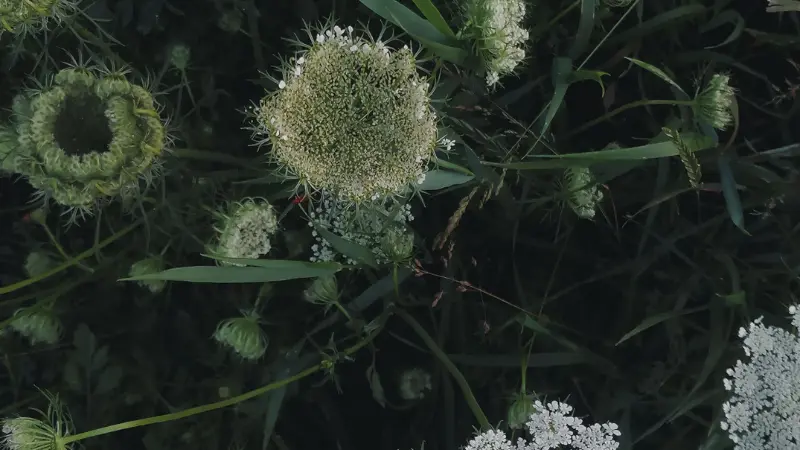 White Queen Anne's Lace flowers blooming among green grasses and foliage