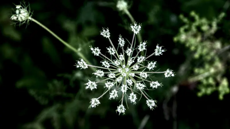 Radiating White Queen Anne's Lace flower cluster forming a star pattern