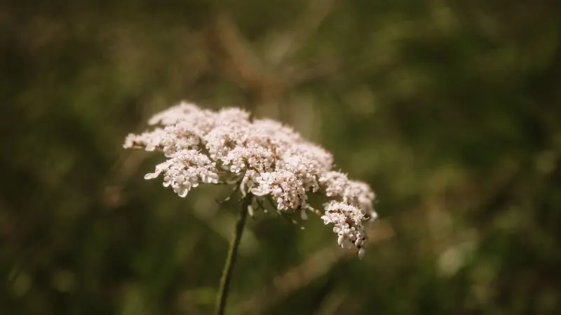 Single White Queen Anne's Lace flower cluster glowing softly in warm light