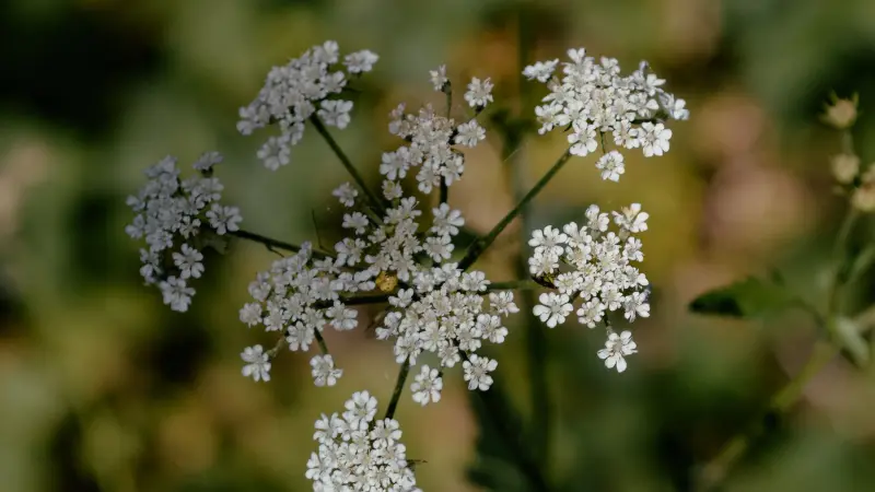 Multiple White Queen Anne's Lace flower clusters blooming together on green stems