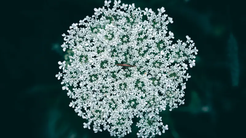 Top-down view of a round White Queen Anne's Lace flower cluster with a dark center dot