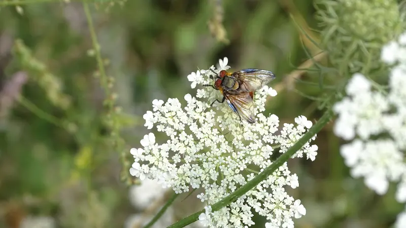 Colorful fly perched on White Queen Anne's Lace flower cluster