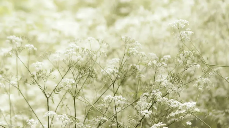 Dreamy field of White Queen Anne's Lace flowers in soft light