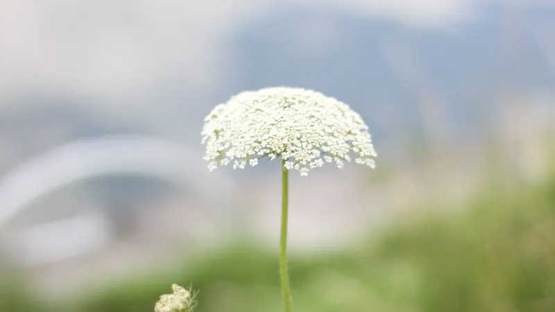 Solitary White Queen Anne's Lace flower on a stem with a hazy blurred backdrop