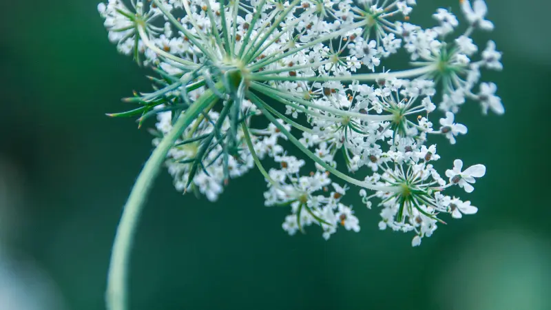 Close-up of the radiating stem structure beneath a White Queen Anne's Lace flower
