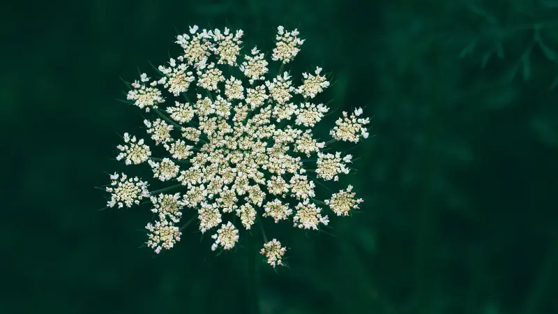 Round White Queen Anne's Lace flower cluster against a dark green background