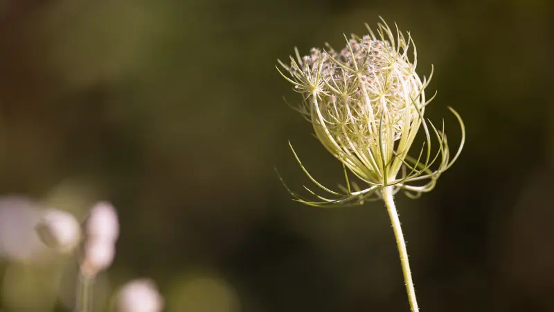 Curling White Queen Anne's Lace flower cluster beginning to form a seed head