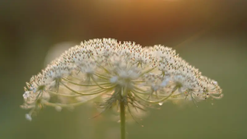 White Queen Anne's Lace flower cluster glowing in warm golden sunlight